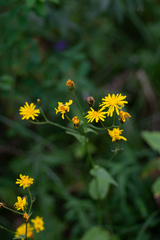 Crepis lyrata