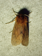 Phragmatobia assimilans