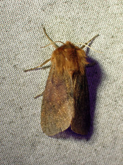 Phragmatobia assimilans