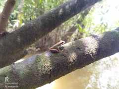 Chalcorana megalonesa