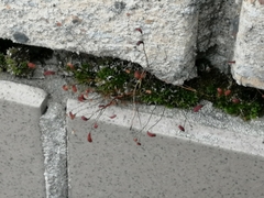 Funaria hygrometrica