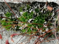Funaria hygrometrica