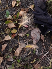 Hordeum jubatum