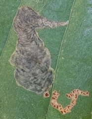 Coptotriche castaneaeella