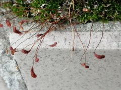 Funaria hygrometrica
