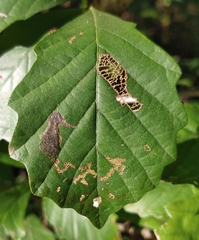 Coptotriche castaneaeella