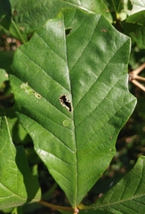 Coptotriche castaneaeella