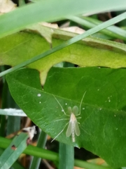 Pterygota