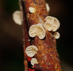 Marasmiellus affixus