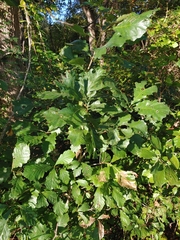 Coptotriche castaneaeella