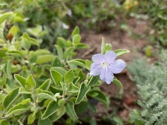 Ruellia prostrata