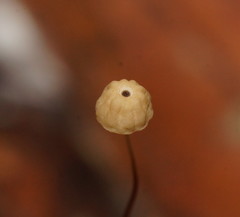 Marasmius crinis-equi