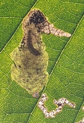 Coptotriche castaneaeella