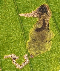 Coptotriche castaneaeella