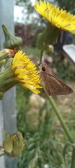 Lepidoptera
