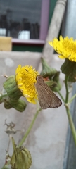 Lepidoptera