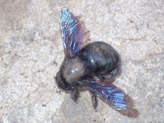 Xylocopa