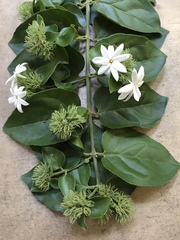Jasminum multiflorum