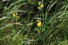 Oxalis compressa compressa