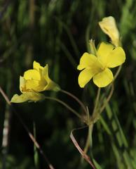 Oxalis compressa compressa