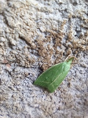 Phytomimia chlorophylla