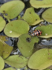 Coleomegilla occulta