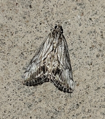 Evergestis simulatilis