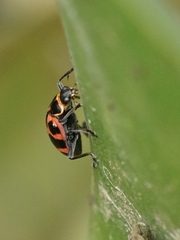 Coleomegilla occulta