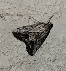 Evergestis simulatilis