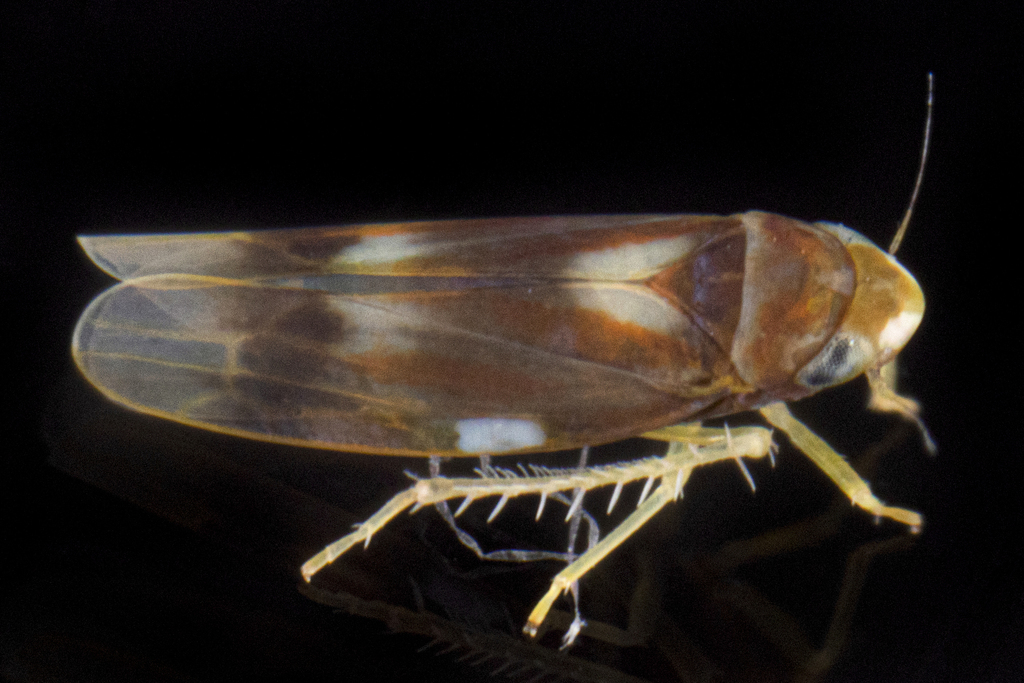 Erythridula fumida