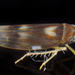 Erythridula fumida - Photo (c) solomon hendrix,  זכויות יוצרים חלקיות (CC BY-NC), הועלה על ידי solomon hendrix