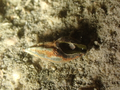 Conoidea