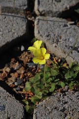 Oxalis compressa compressa