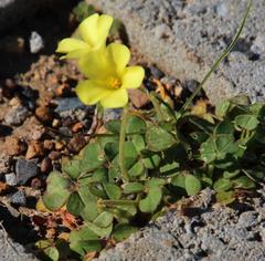 Oxalis compressa compressa