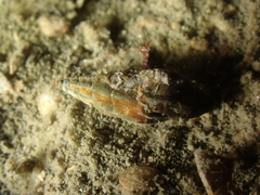 Conoidea