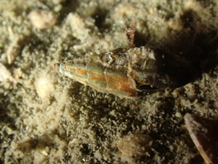 Conoidea