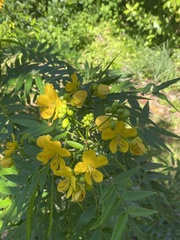Senna ligustrina