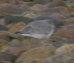 Calidris canutus