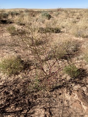 Dicranocarpus parviflorus