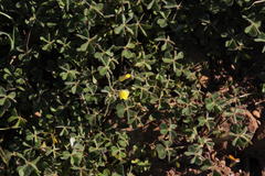 Oxalis pes-caprae sericea