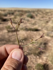 Dicranocarpus parviflorus