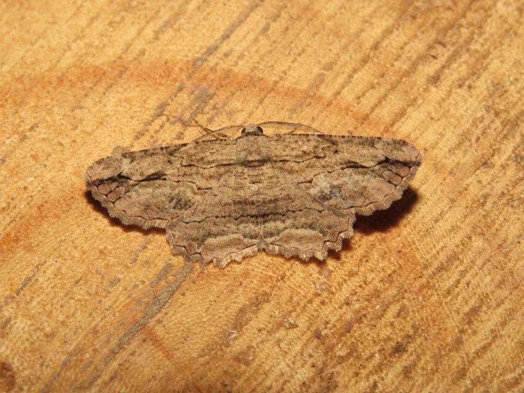 Menophra obtusata