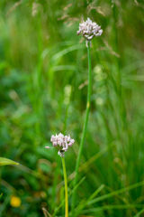 Allium ledebourianum