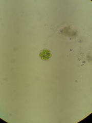 Coelastrum