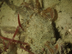 Liocarcinus navigator