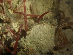 Liocarcinus navigator