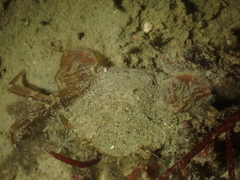 Liocarcinus navigator