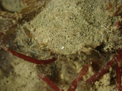 Liocarcinus navigator