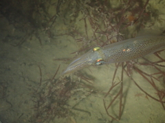 Alloteuthis subulata