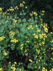 Cineraria erodioides
